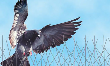 Bird and Pigeon Control Spikes